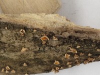 登錄號:F0022026藏品圖，第4張