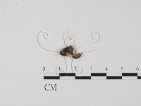 登錄號:F0022029藏品圖，第1張
