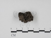 登錄號:F0022031藏品圖，第1張