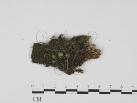 登錄號:F0022032藏品圖，第1張