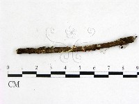 登錄號:F0022035藏品圖，第1張