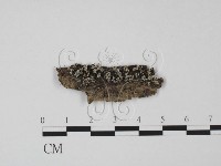 登錄號:F0022037藏品圖，第1張
