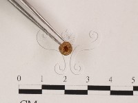 登錄號:F0022038藏品圖，第3張