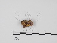 登錄號:F0022039藏品圖，第1張