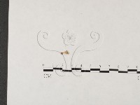 發光小菇藏品圖，第1張