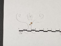 發光小菇藏品圖，第3張
