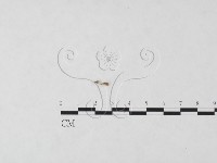發光小菇藏品圖，第4張
