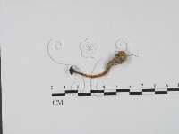 登錄號:F0022041藏品圖，第1張