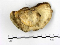 登錄號:F0022042藏品圖，第1張