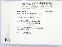 皺木耳藏品圖，第2張
