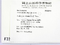 皺木耳藏品圖，第2張