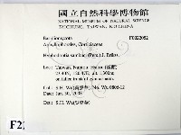 冇骨消絲齒菌藏品圖，第2張