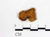 皺木耳藏品圖，第1張