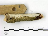 絲皮菌屬藏品圖，第3張