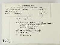 顯絲菌屬藏品圖，第2張