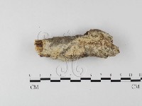 顯絲菌屬藏品圖，第1張