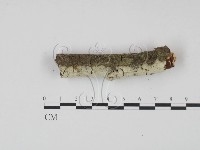 剛毛絲皮菌藏品圖，第1張