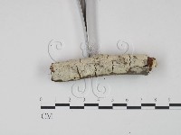 剛毛絲皮菌藏品圖，第3張