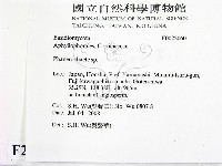 顯絲菌屬藏品圖，第2張