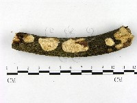 登錄號:F0022061藏品圖，第1張