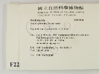 剛毛絲皮菌藏品圖，第2張