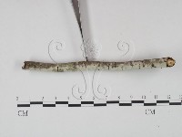 剛毛絲皮菌藏品圖，第3張