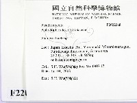 顯絲菌屬藏品圖，第2張