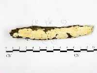 顯絲菌屬藏品圖，第1張