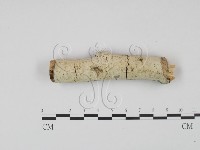 剛毛絲皮菌藏品圖，第1張