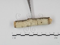 剛毛絲皮菌藏品圖，第3張