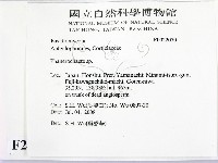 顯絲菌屬藏品圖，第2張