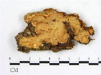 顯絲菌屬藏品圖，第1張