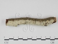 剛毛絲皮菌藏品圖，第3張