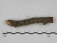剛毛絲皮菌藏品圖，第4張