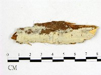 顯絲菌屬藏品圖，第1張