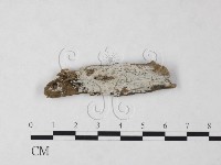 絲齒菌屬藏品圖，第1張