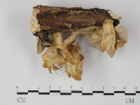 多孔菌屬藏品圖，第3張