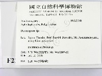 多年臥孔菌屬藏品圖，第2張