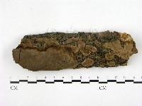 多年臥孔菌屬藏品圖，第1張