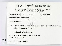 刺皮菌屬藏品圖，第2張