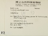 筍殼菌屬藏品圖，第2張