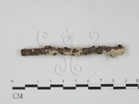 筍殼菌屬藏品圖，第1張