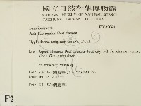 剛毛絲皮菌藏品圖，第2張