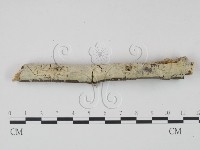 剛毛絲皮菌藏品圖，第1張