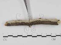 剛毛絲皮菌藏品圖，第3張