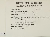 樹狀皮革菌屬藏品圖，第2張