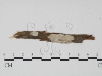 樹狀皮革菌屬藏品圖，第1張