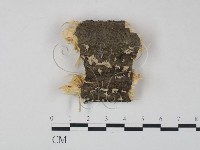 筍殼菌屬藏品圖，第1張