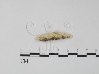 栓菌屬藏品圖，第3張