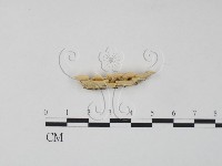 栓菌屬藏品圖，第4張